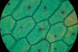Different types of cell have cell walls made up of different materials; Plant Cell Structure Under Microscope 8 Pictures Of Plant Cells Under A Microscope In Cell Category Plant Cell Plant Cell Picture Plant Cell Structure