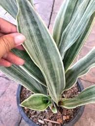 Image result for Sansevieria metallica