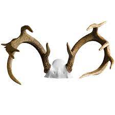 I tried a coping saw, not surprisingly it did not leave a smooth cut. How To Clean Deer Antlers Cleaning Deer Skull Plates