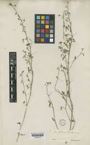 Image result for Sida javensis