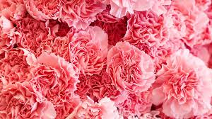We did not find results for: Teen Wins Valentine S Day Buys 900 Flowers From Globalrose Com And Gives One To Every Girl At School Blog Globalrose