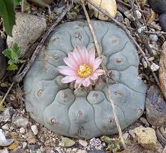 Peyote has been used for over 5000 years by the indigenous peoples of the americas for ceremonial and healing purposes. Beautiful Flowers Women And Peyote In Indigenous Traditions Maps