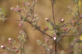 Image result for Pseudoconyza viscosa