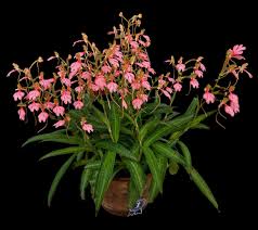 Image result for Habenaria kilimanjari