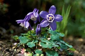 Image result for Aquilegia flabellata ministar