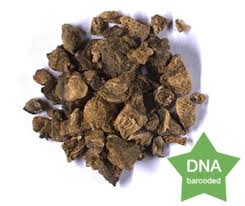 Image result for Harpagophytum procumbens