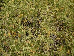 Image result for Sarcophrynium