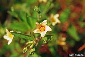 Image result for Sida rhombifolia