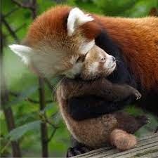 Red Panda Hugsssss Red Panda Baby Cute Animals Red Panda