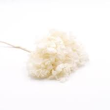 We did not find results for: Hortensie Stabilisiert Weiss 1 Kopf Einzelstiele Shop Trockenblumen Love Flowerbox