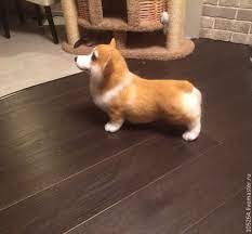pin na doske felted dog filcowane psy