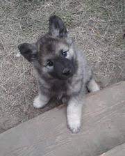 Norwegian Elkhound Puppies Google Search Elkhound Puppies Baby Dogs Norwegian Elkhound