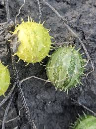 Image result for Cucumis myriocarpus