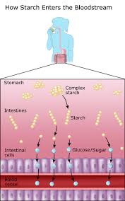 Complex carbohydrates are an efficient source of energy that fuel muscle contractions. Understanding Carbohydrates Diabetes Education Online