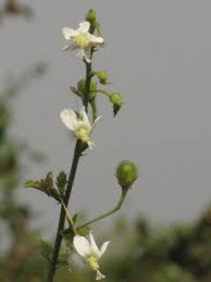 Image result for Hibiscus micranthus