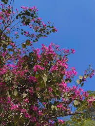 Image result for Bauhinia purpurea