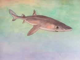 In north america the name is also used for a freshwater I Drew Spiny Dogfish Shark Sharks