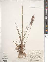 Image result for Bewsia