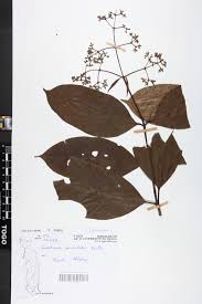 Image result for Gaertnera paniculata