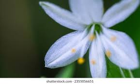 Image result for Anthericaceae