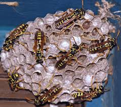 Live bee removal is not as simple as you might think. Wasp Removal Perth Wasp Nest Removal Home Pest Control Perth