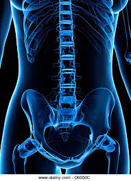 Check spelling or type a new query. Anatomy Of The Female Abdomen And Pelvis Stock Photo Alamy