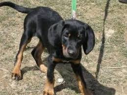Black And Tan Coonhound For Sale In Michigan Image Result For Mini Coonhound Coonhound Hound Dog Dog Adoption