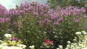 Cleome Southern Gardening Tv July 3 2013 Youtube