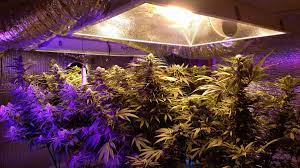 Most are manufactured overseas, and you can find them aplenty on ebay and other places online. 5 Best Led Grow Lights 2021 Yields Speed Bud Quality Grow Weed Easy