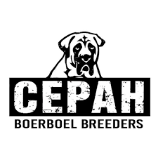 Find boerboel dogs or puppies for sale in western cape! Cepah Boerboel Breeders Home Facebook