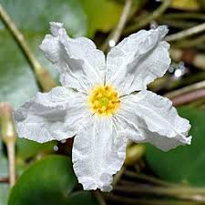 Image result for Nymphoides brevipedicellata