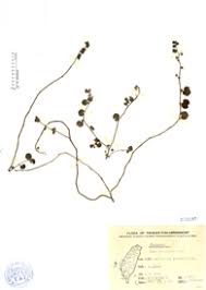 Image result for Sida javensis