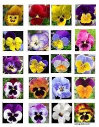 Learn Different Ways To Make Pansy Flower By Embroidery And With Fabric And Ribbons Pansies Flowers Flower Meanings Pansies