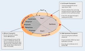 The sister chromatids are moving. Cell Cycle Read Biology Ck 12 Foundation