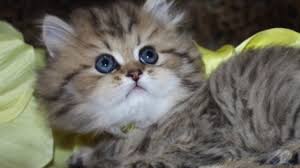 Use the search tool below and browse adoptable munchkins! Watch A Persian Kitten Grow Golden Teacup Persian Kittens For Sale At Catscreation Com Youtube