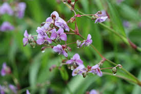 Image result for Murdannia simplex