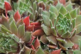 There are 62234 cactus and succulent for sale on etsy, and they cost ca. Colorado Cactus Succulent Society Home
