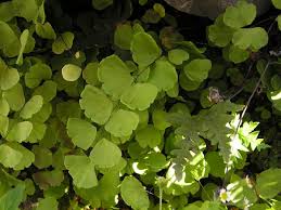 Image result for Adiantum soboliferum