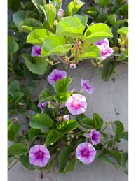 Image result for Ipomoea pes-caprae