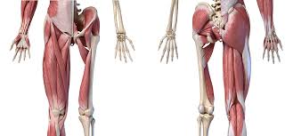 Causes of tightness a couple of the most obvious causes for muscle tightness in your hips and lower back are acute injuries — such as muscle strains — or simple soreness from doing more exercise than your body. Hip Muscles The Definitive Guide Biology Dictionary