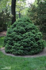 It is extremely common for the bottom branches of evergreen trees to suffer. Dwarf Evergreen Trees 15 Exceptional Choices For The Yard And Garden