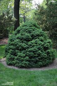 Its a rare medicinal plant, with its fresh leaves drooping and tender with a red. Dwarf Evergreen Trees 15 Exceptional Choices For The Yard And Garden