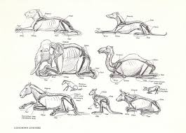 Maybe you would like to learn more about one of these? Vintage Various Animals Lying Down Book Page From The 1940s Elephant Anatomy Dog Anatomy Dog Skeleton