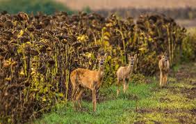 If you're looking for a more expansive way to attract deer, a food plot may be the way to go. Food Plot Seed How To Plant Sunflowers Food Plots And Land Management Realtree Camo