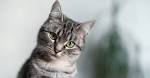 Tabby cat - Wikipedia