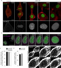 We did not find results for: A Transient Pool Of Nuclear F Actin At Mitotic Exit Controls Chromatin Organization Nature Cell Biology