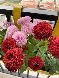Chrysanthemum Grandiflorum Plants Plants Chrysanthemum Garden