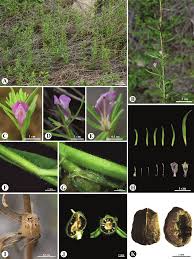 Image result for Misopates