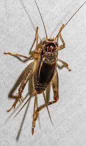 Get cricket brown's contact information, age, background check, white pages, marriage history, divorce records, email, criminal records & photos. Orthoptera Of North Carolina