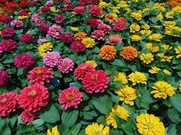 14 Best Flowers To Grow From Seed Easy To Grow Flowers Easiest Flowers To Grow Starting Flowers From Seeds